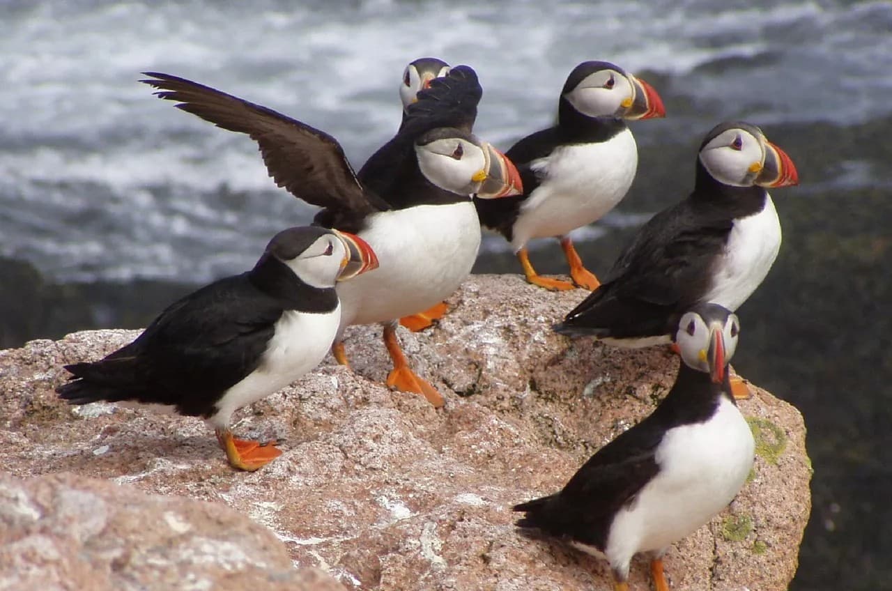 The Atlantic Puffin: A Master of Land and Sea — Blog App | Welcome to ...
